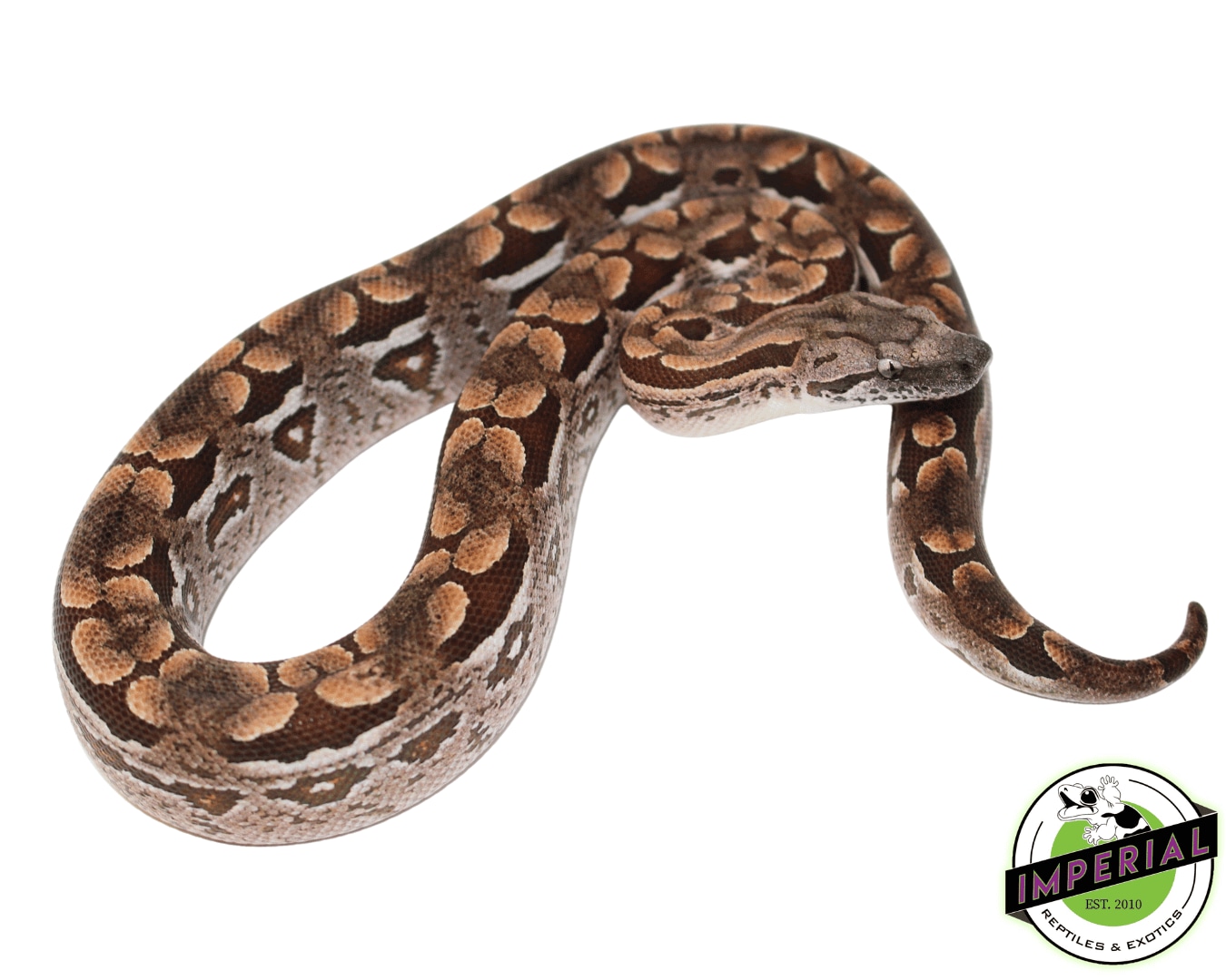 Baby Dumeril's Boa Ground Boa by Imperial Reptiles & Exotics, LLC