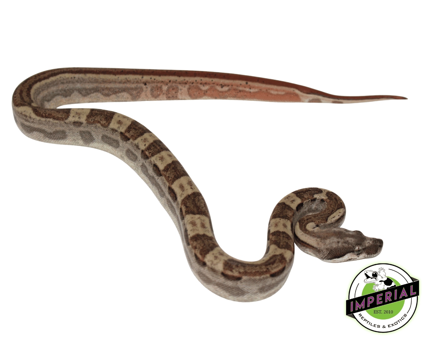 Jungle Hypo Motley Colombian Boa Boa Constrictor by Imperial Reptiles