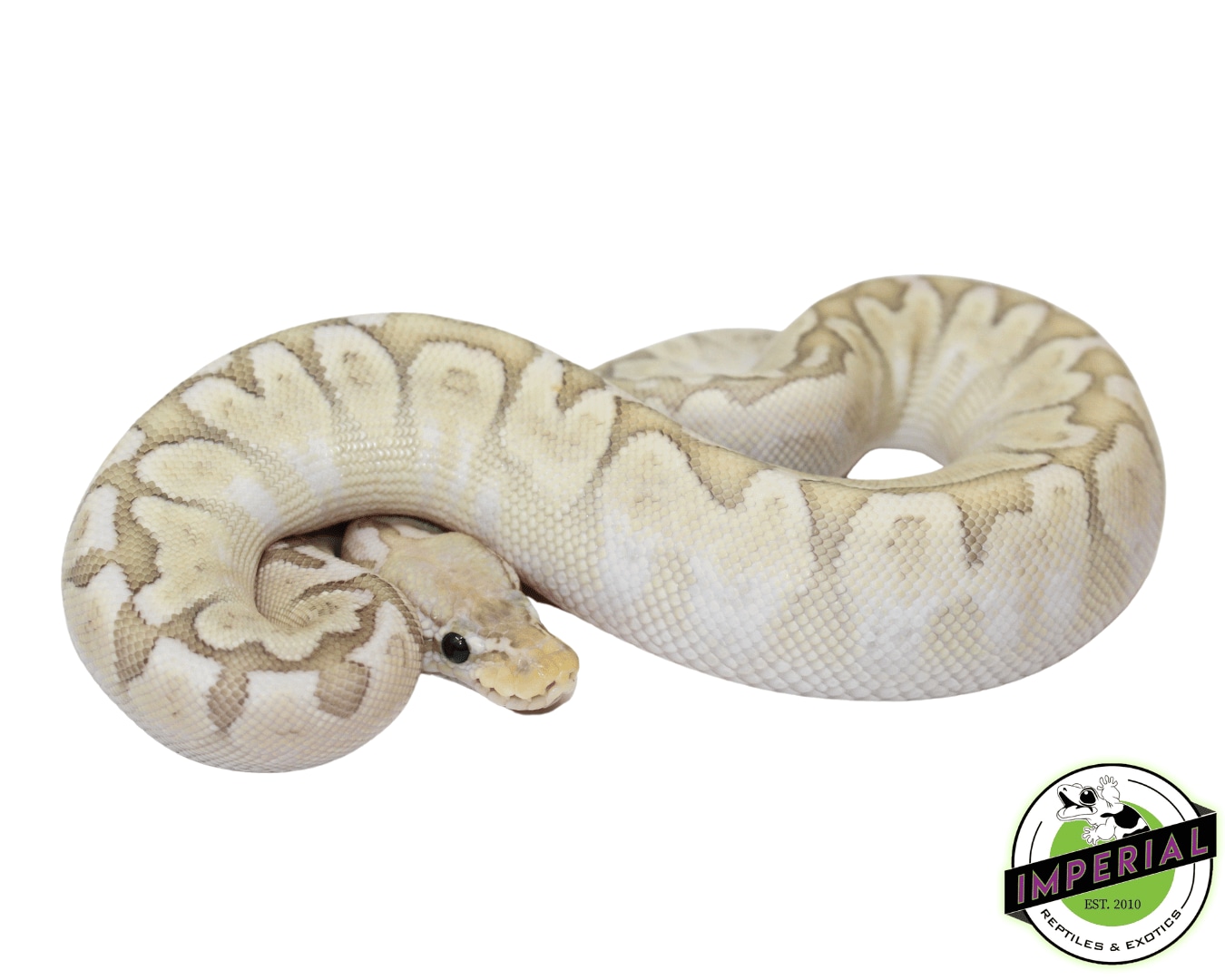 Pastel Bamboo Ball Python by Imperial Reptiles & Exotics, LLC - MorphMarket