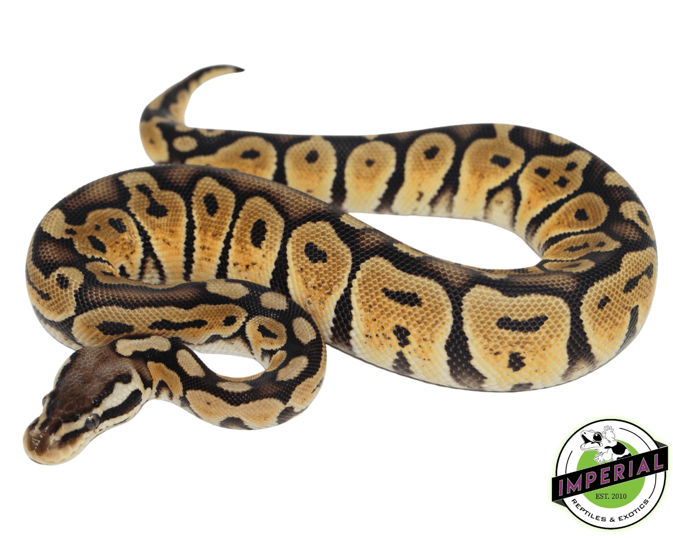 Pastel Bongo Ball Python by Imperial Reptiles & Exotics, LLC MorphMarket