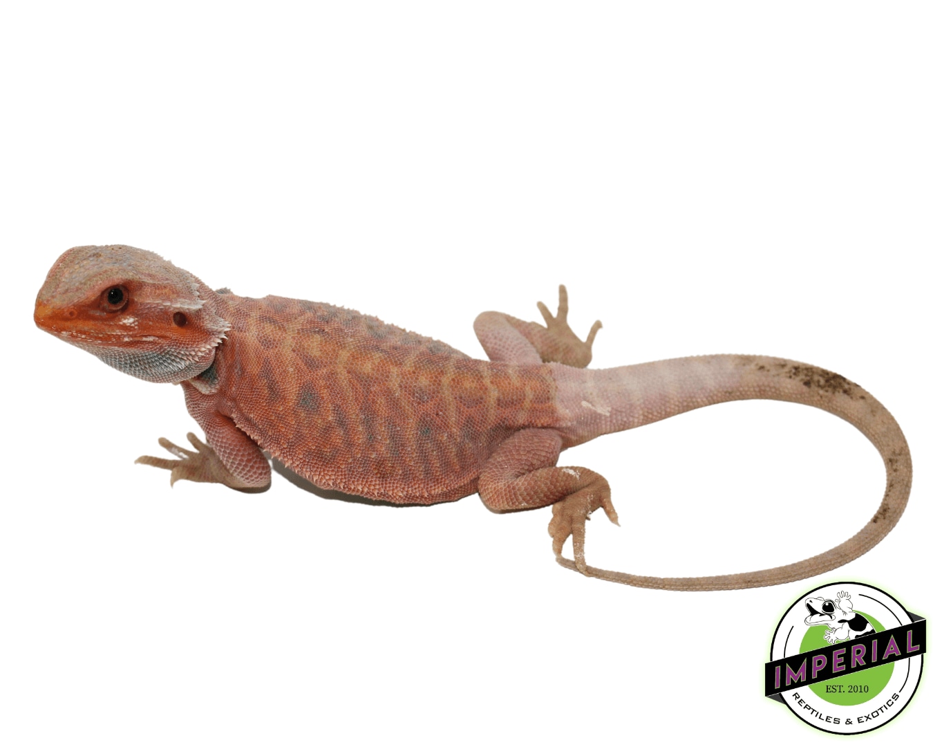 "Chili Pepper" Leatherback Hypo Translucent Bearded Dragon Female