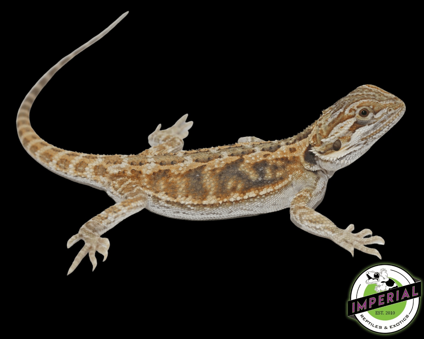 Baby Citrus Bearded Dragon Central Bearded Dragon by Imperial Reptiles