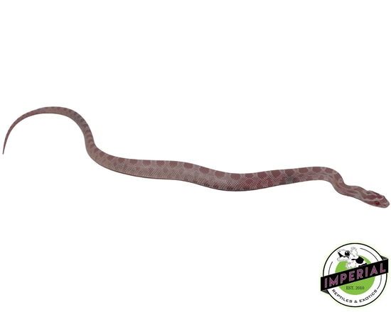 Coral Pink Snow Corn Snake Baby by Imperial Reptiles & Exotics, LLC