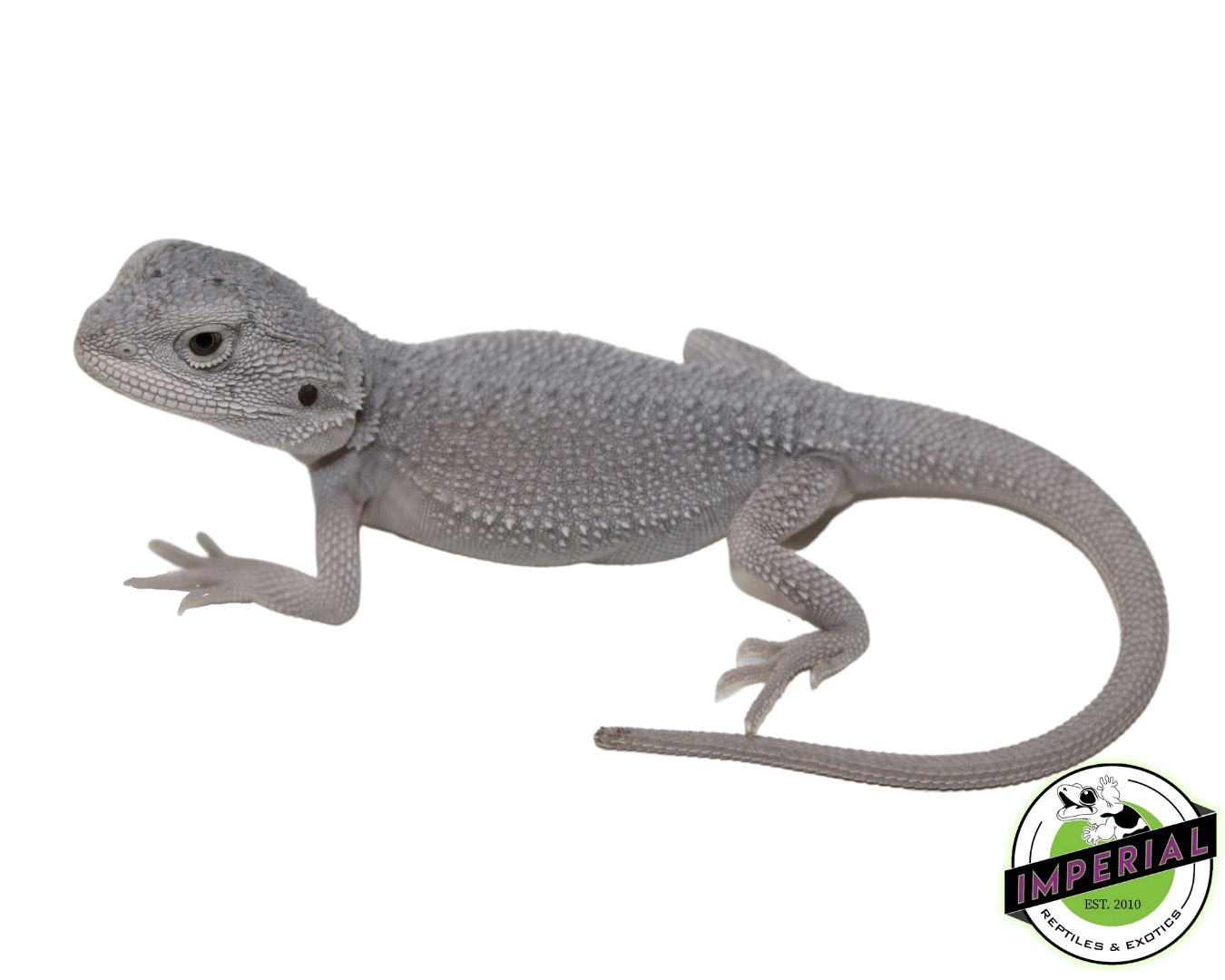 Hypo Zero Bearded Dragon Baby (6152308) Central Bearded Dragon by