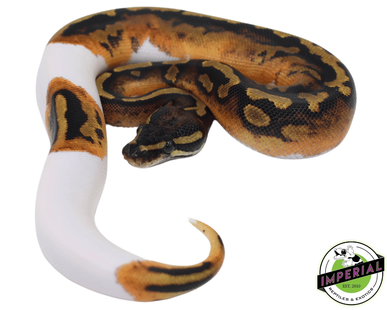Pumpkin Pied Ball Python by Imperial Reptiles & Exotics, LLC - MorphMarket