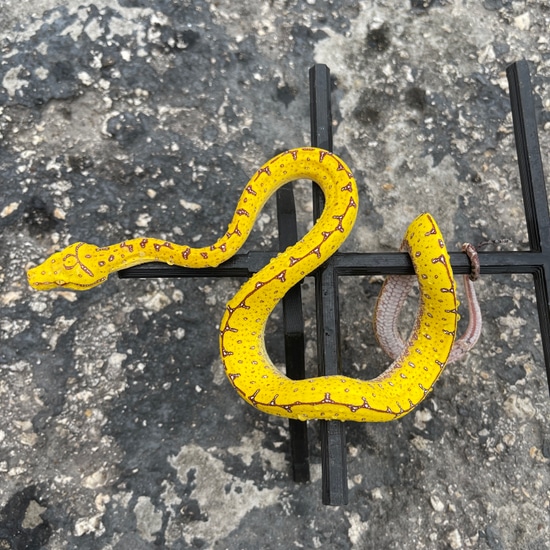 Manokwari Green Tree Python by Imperial Reptiles & Exotics, LLC