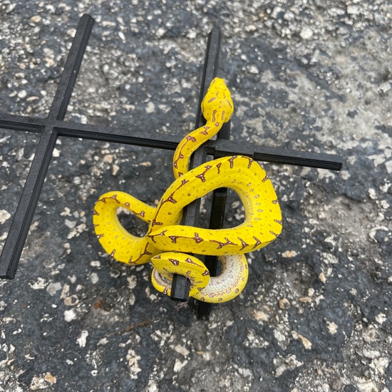 Manokwari Green Tree Python by Imperial Reptiles & Exotics, LLC