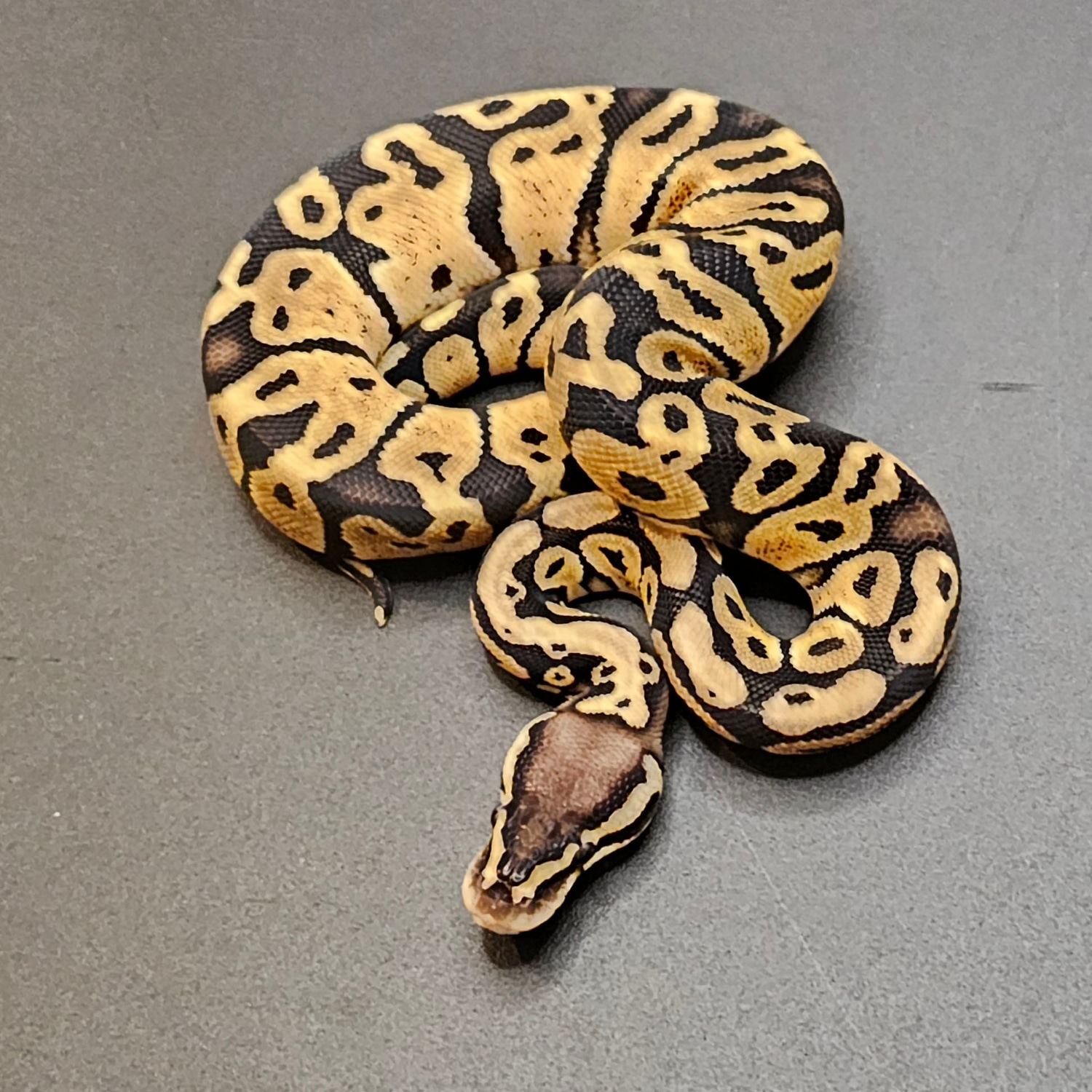 GHI Pastel Het VPI Axanthic Ball Python by Passion4Pythons - MorphMarket