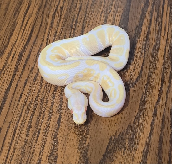 Pastel Albino Het Axanthic(VPI) Ball Python by Peripheral Pythons