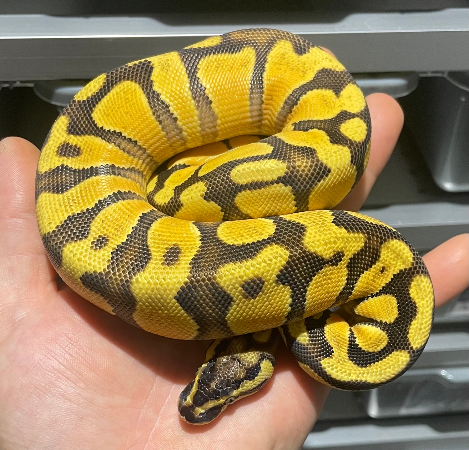 Volta Orange Dream Enchi Yellow Belly Pastel Ball Python by Mark ...