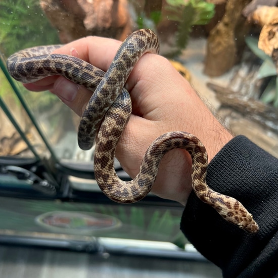 Spotted Python by Aquatropics Reptiles
