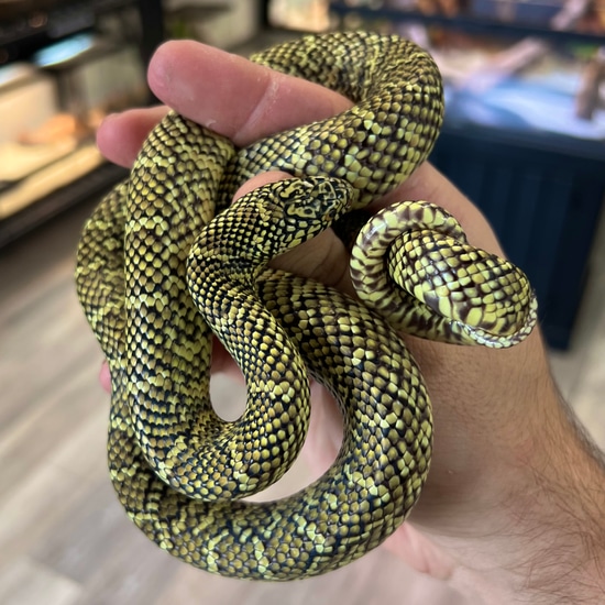 Dade Brook’s Kingsnake Brooks' Kingsnake by Aquatropics Reptiles