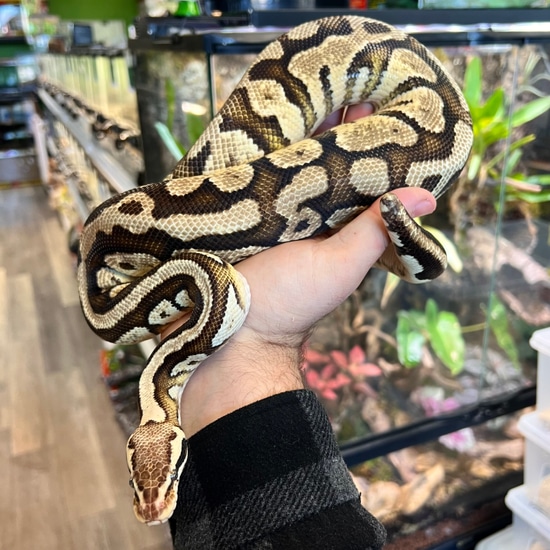 Lesser Fire Ball Python by Aquatropics Reptiles