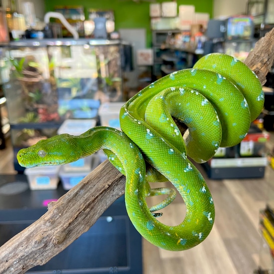 Adult Female Aru Green Tree Python by Aquatropics Reptiles