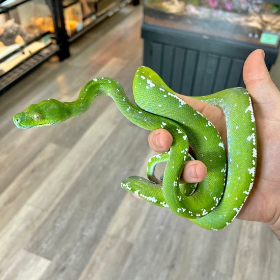 Male High White Aru Green Tree Python by Aquatropics Reptiles