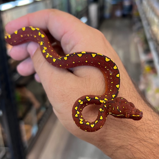 Smokeshow Red Biak Green Tree Python by Aquatropics Reptiles image.