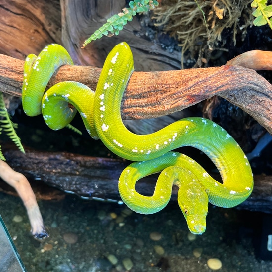 Aru Green Tree Python by Aquatropics Reptiles