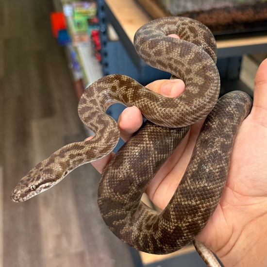 Spotted Python by Aquatropics Reptiles