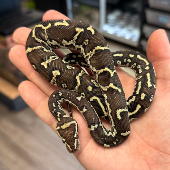 Angolan Python by Aquatropics Reptiles