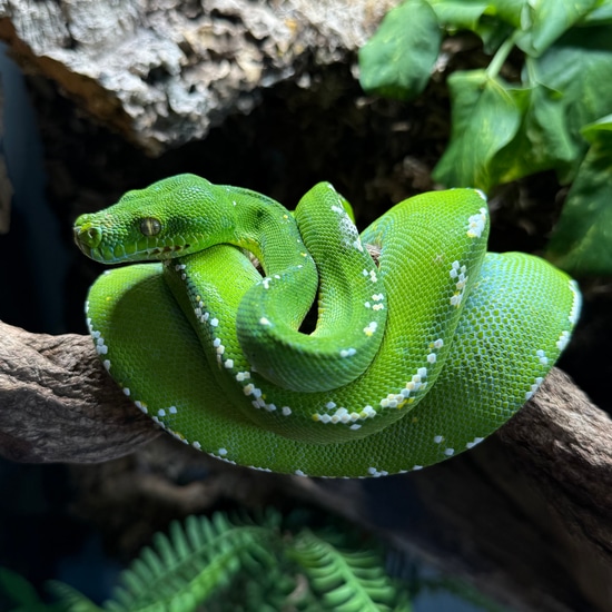 Aru Green Tree Python by Aquatropics Reptiles