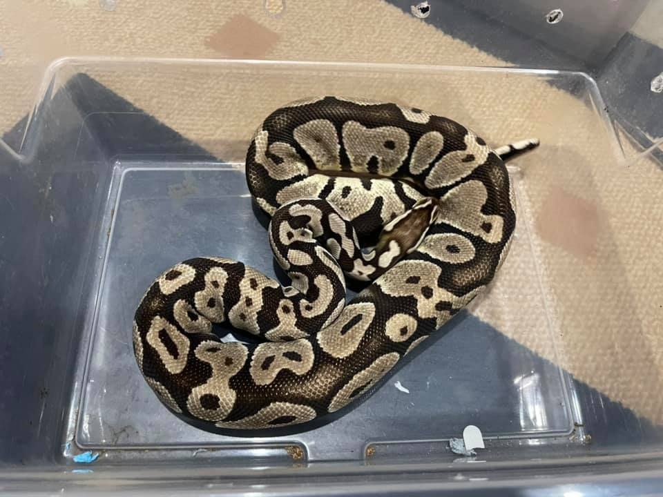 Breeder Ready - Pastel Axanthic (VPI) Het Ghost Ball Python by Paradox ...