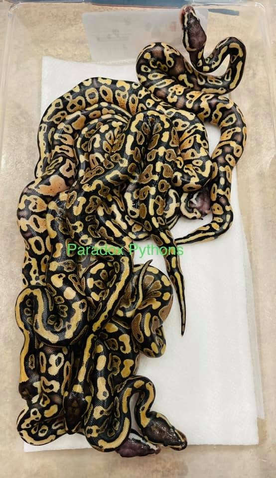 Wholesale Scaleless Head Poss DH Albino / Pied Clutch Ball Python by