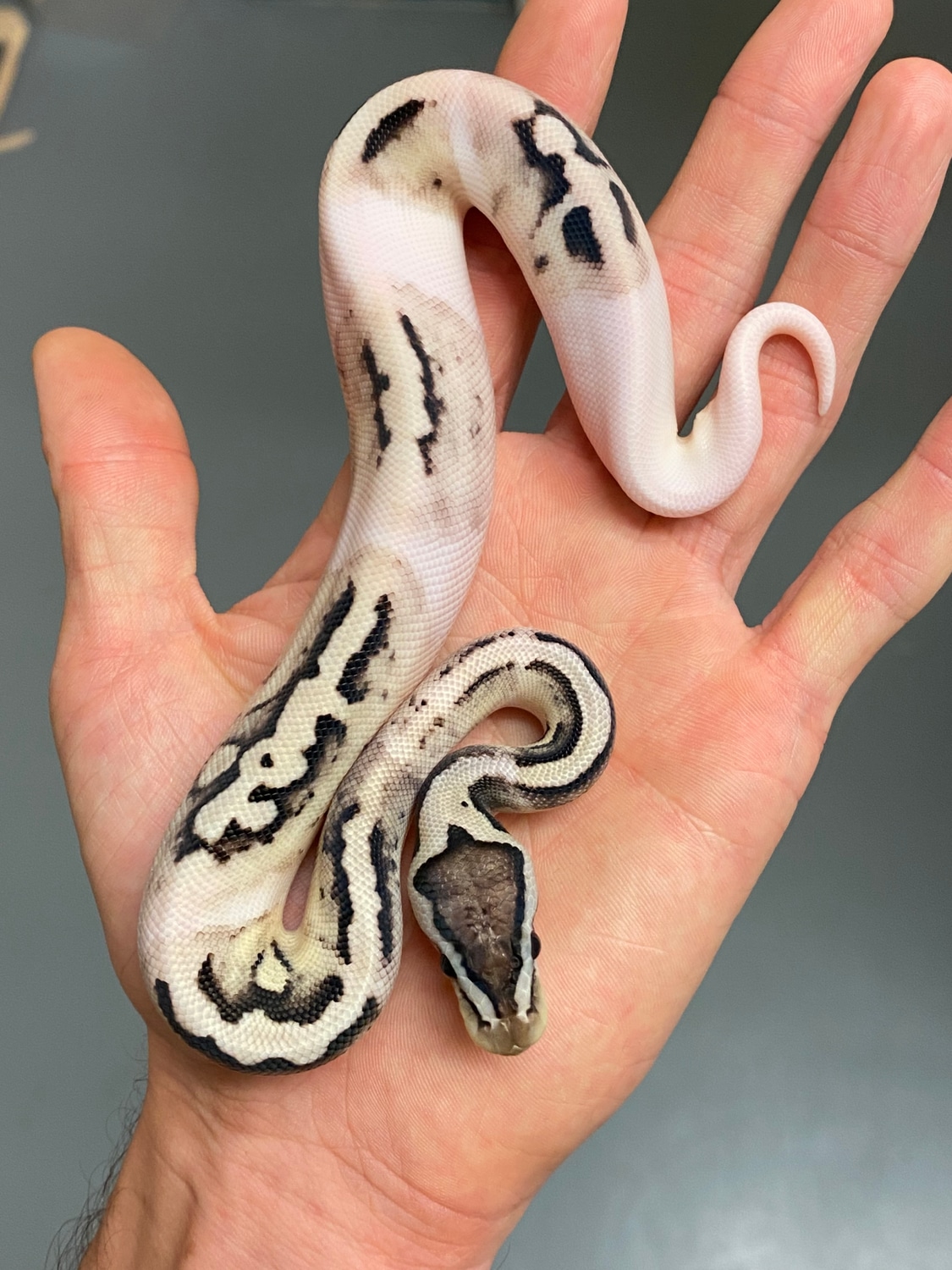 Ghi Pastel Piebald Axanthic TSK Ball Python by MySnake_EU - MorphMarket