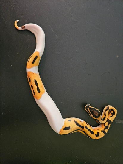 OD Pied Possible Blade Ball Python by Misunderstood Exotics