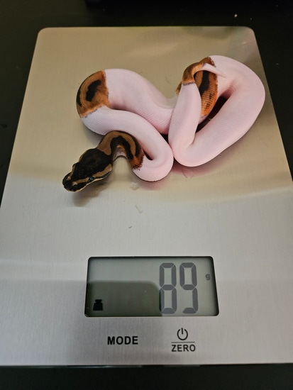 Od Pied Ball Python by Misunderstood Exotics image.