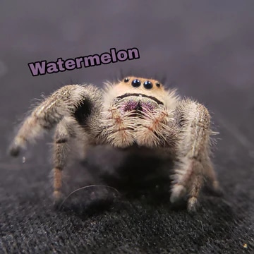 Watermelon Spoder Regal Jumping Spider (Watermelon) by Exotics Source Formely Infinite ...