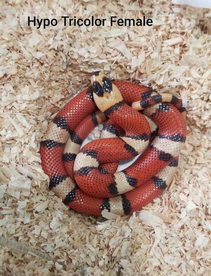 Hypo Tricolor Honduran Milk Snake by Infrared Reptiles MorphMarket
