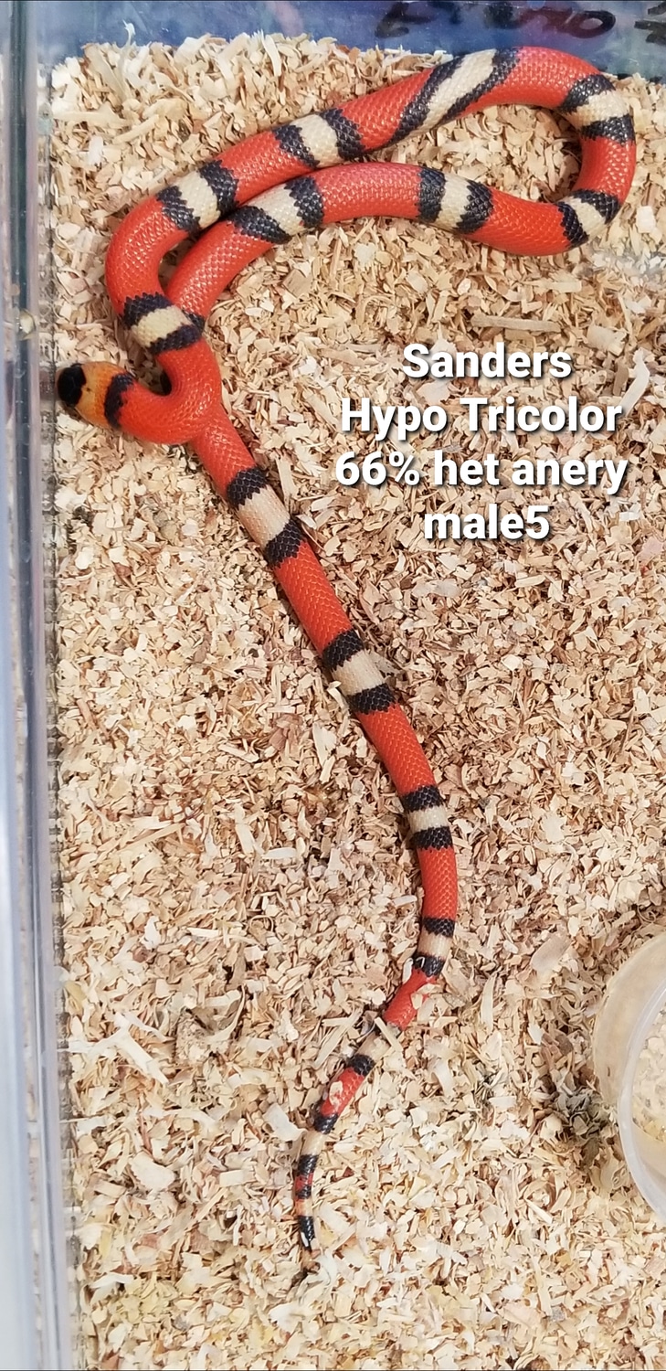 Sanders Line Tricolor Honduran Milk Snake by Infrared Reptiles