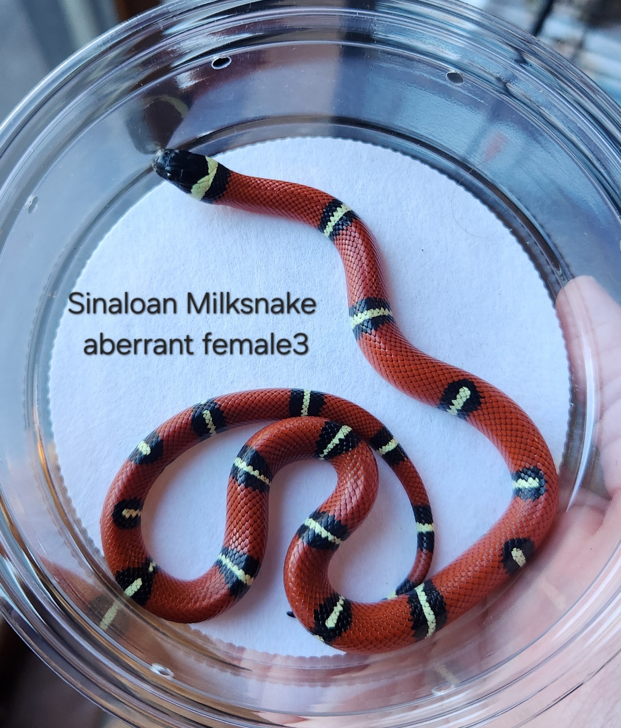Sinaluan Pattern 1.1 Sinaloan Milks - Chris Baubel stock
