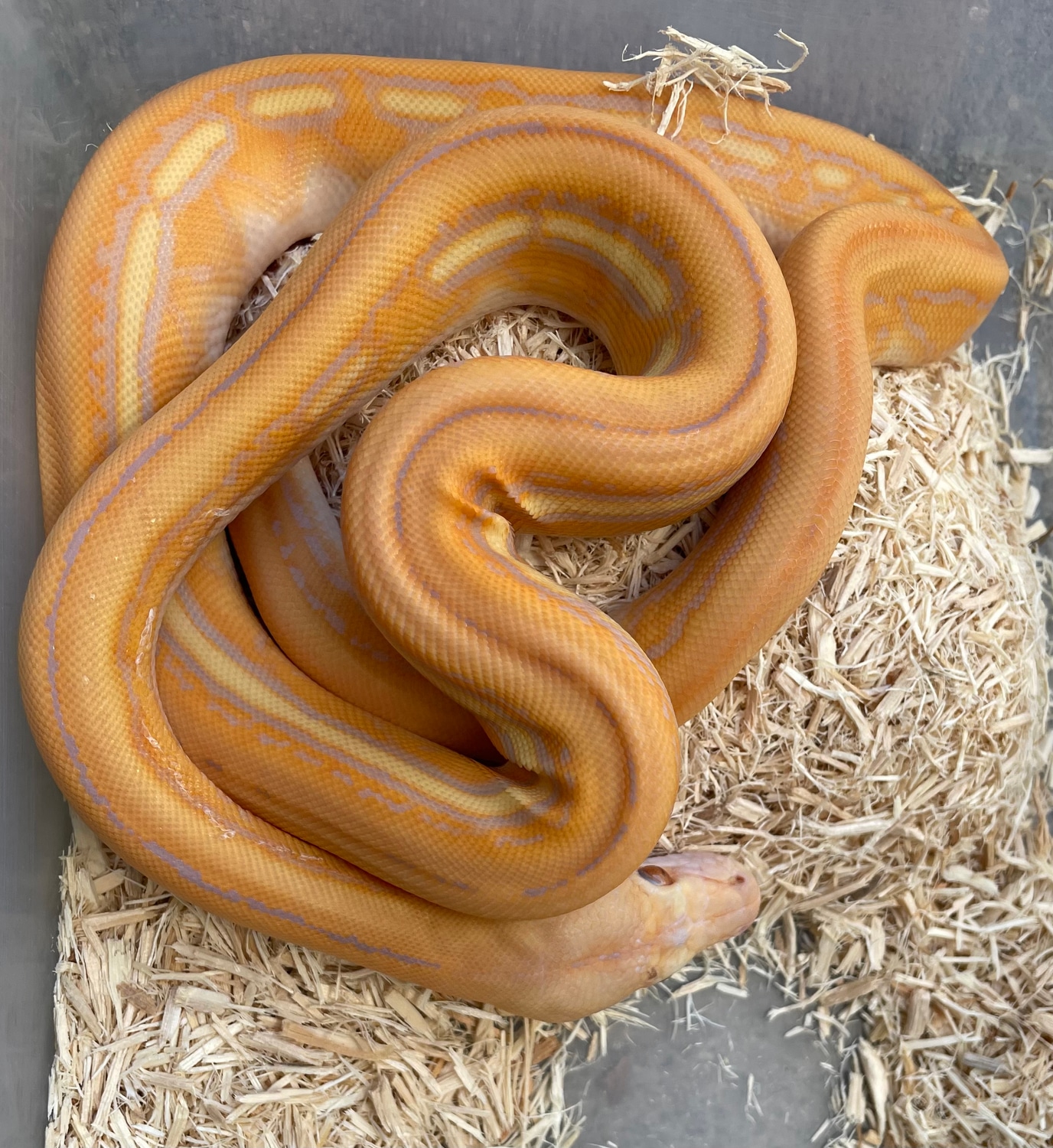 Purple Super Tiger Reticulated Python by Venomous Constrictors ...