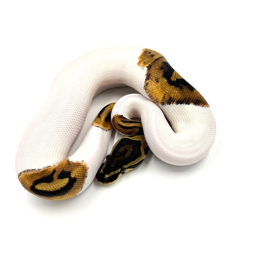 Pied 100% Het VPI Axanthic Ball Python by Smitty's Serpents