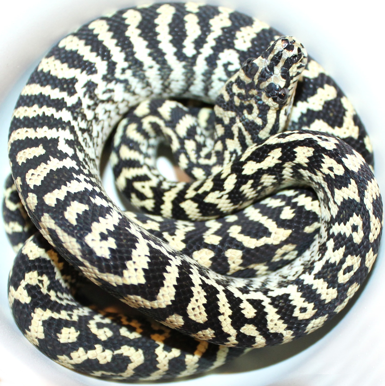 Holdback Male Ivory Zebra Carpet Jungle Carpet Python by Inland Reptile ...
