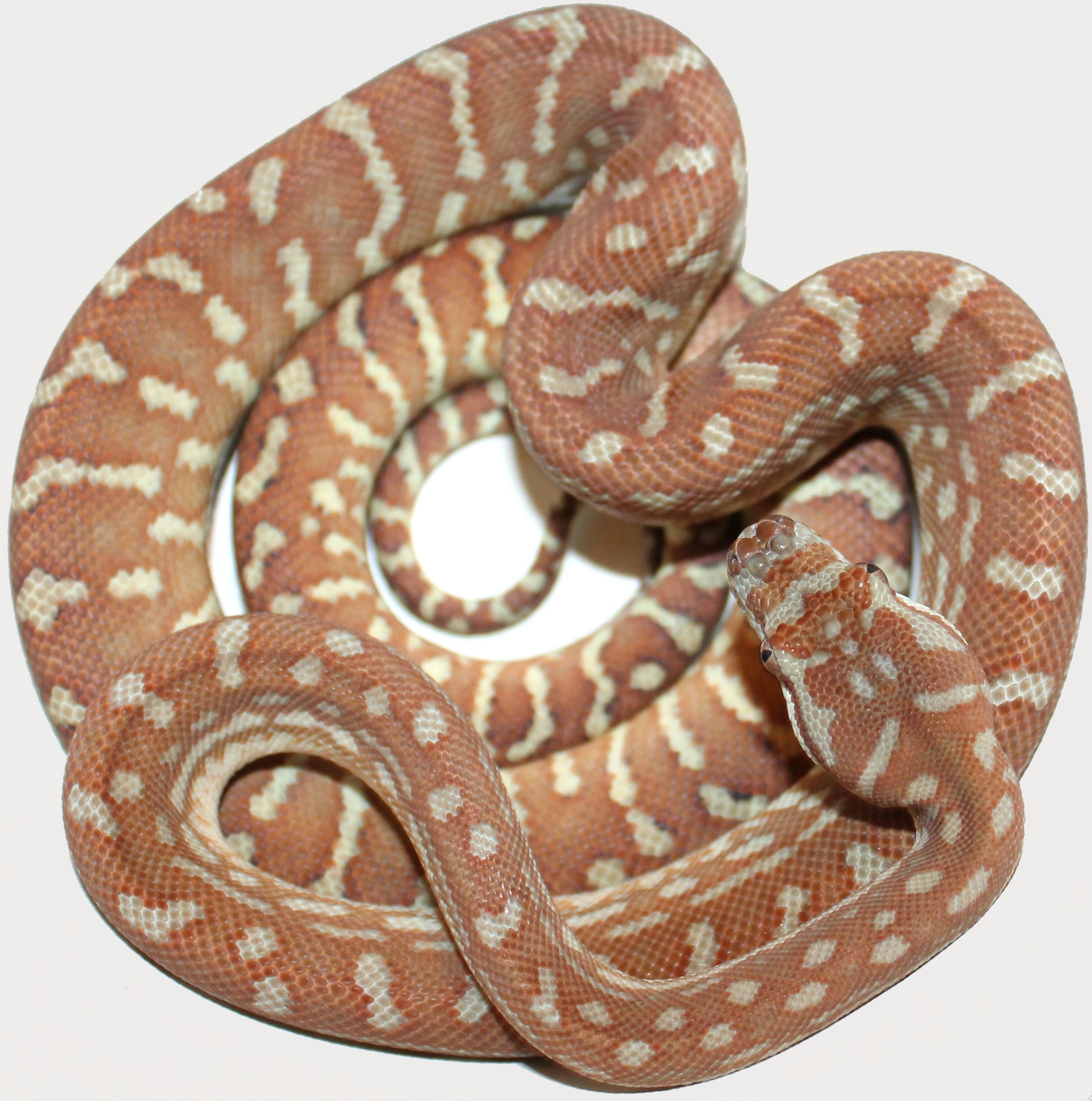 Full Hypo Het Stonewashed Bredli Male Centralian Carpet Python by ...