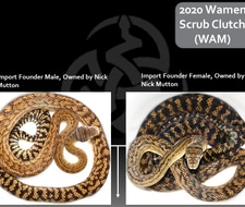 Captive Bred Wamena Scrub Python by Inland Reptile - MorphMarket