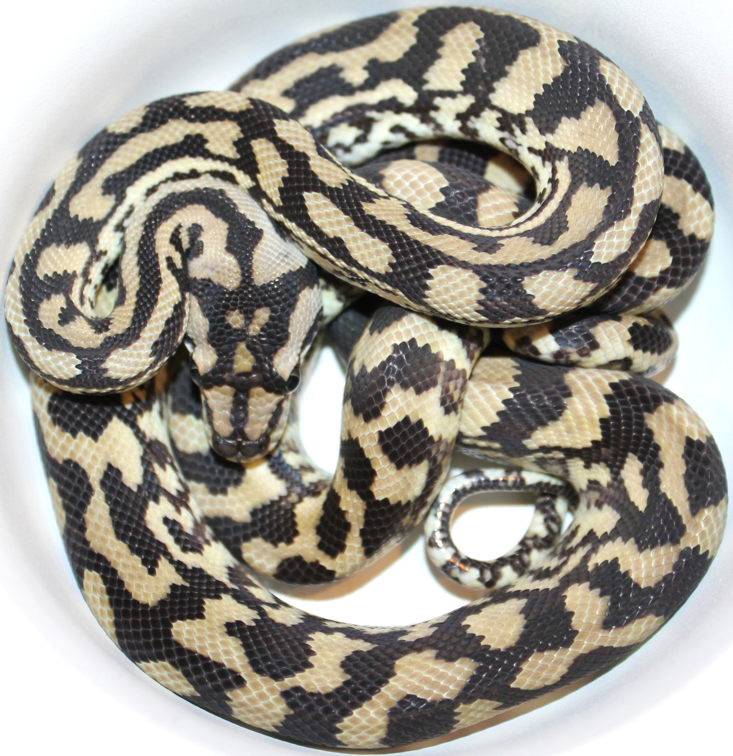 Julatten Locality Jungle Carpet Python by Inland Reptile MorphMarket