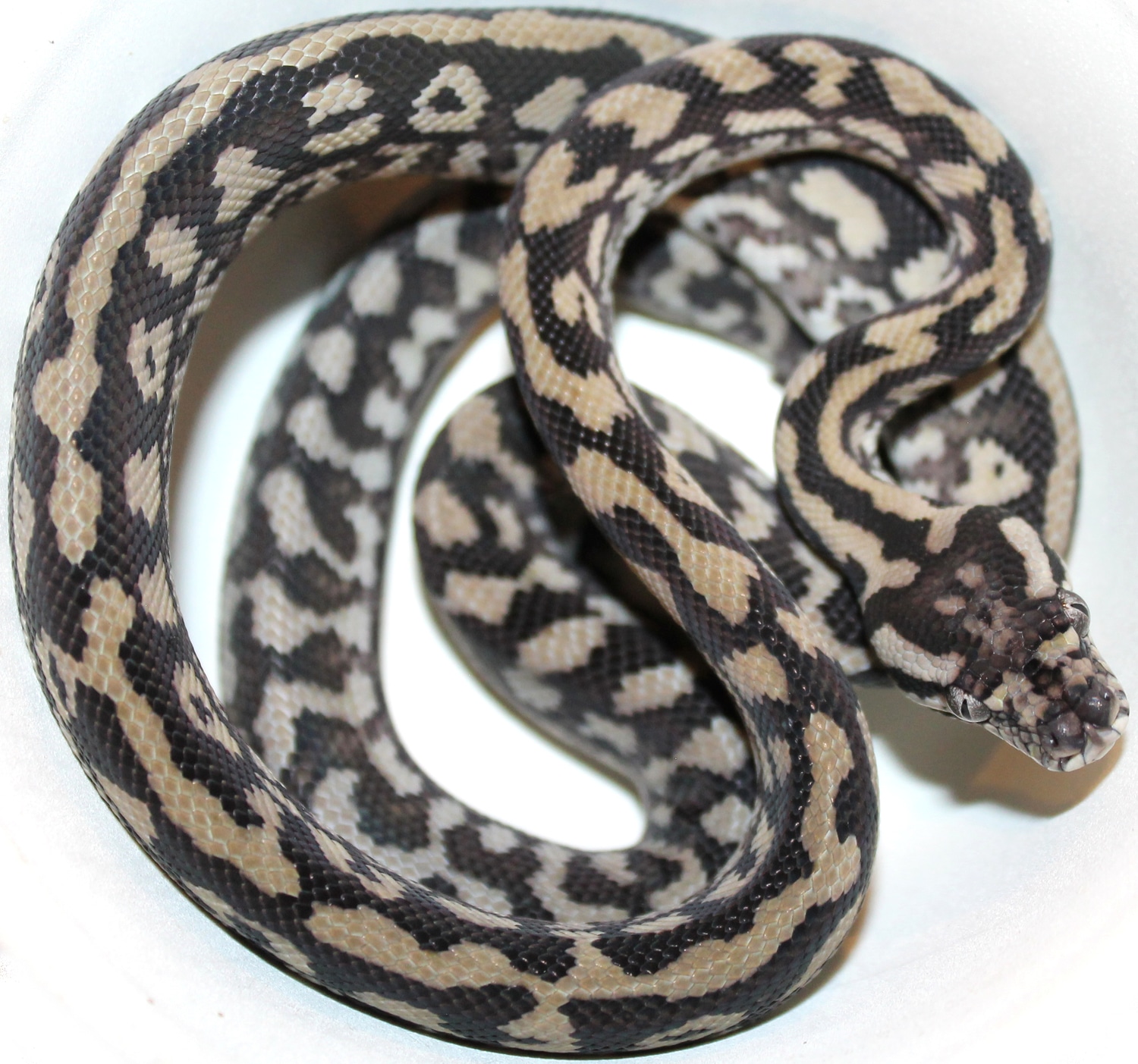 Julatten Locality Jungle Carpet Python by Inland Reptile MorphMarket