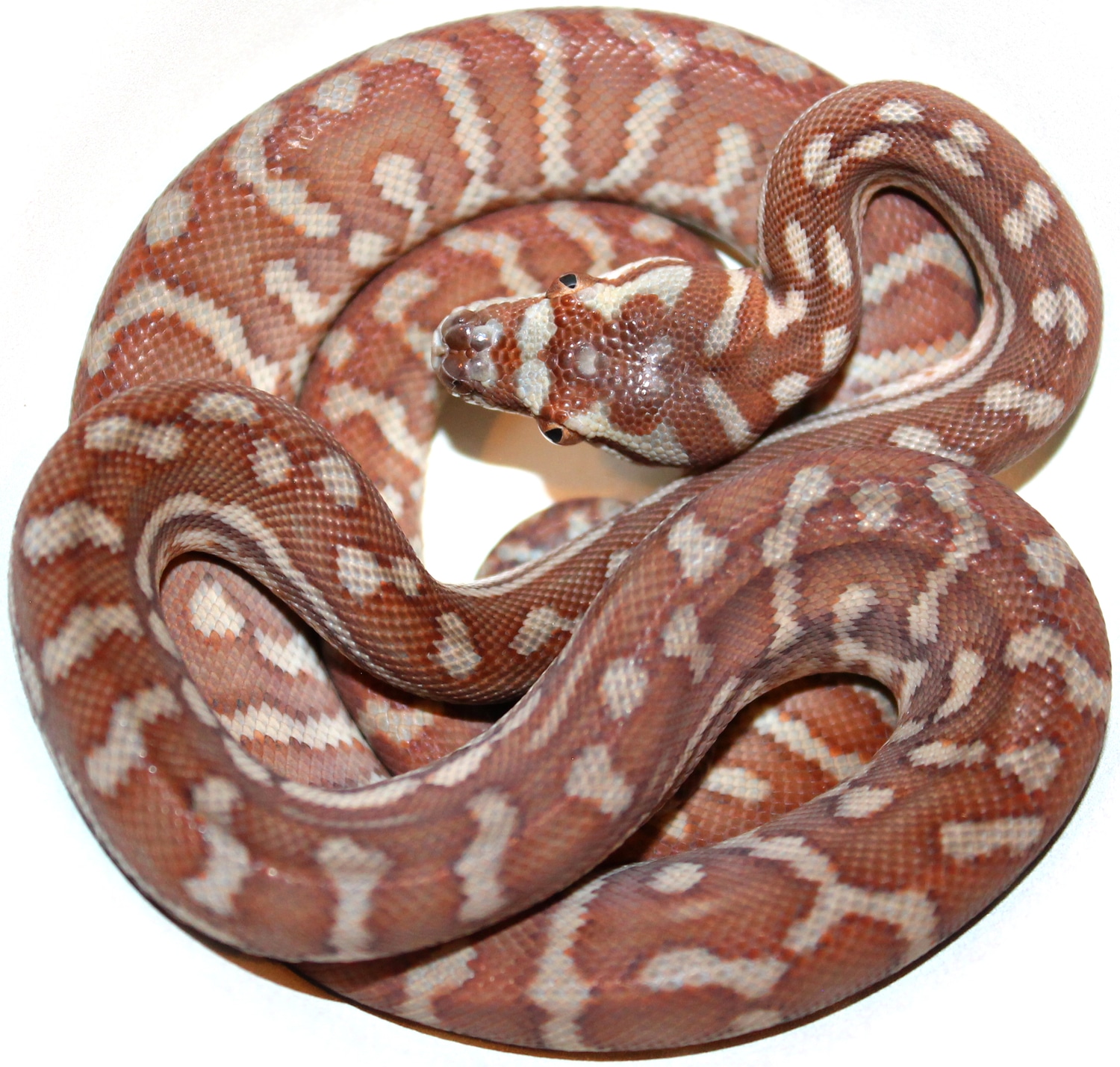 50 Hypo Bredli 66 Het Stripe Centralian Carpet Python by Inland
