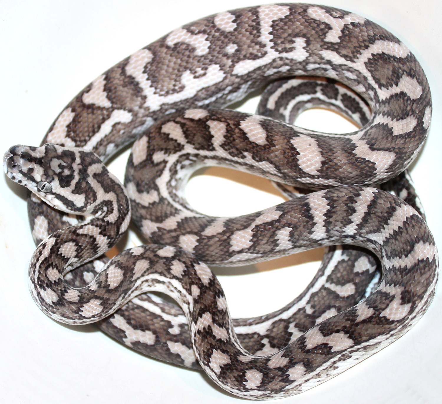 Axanthic Caramel Coastal Carpet Python by Inland Reptile - MorphMarket