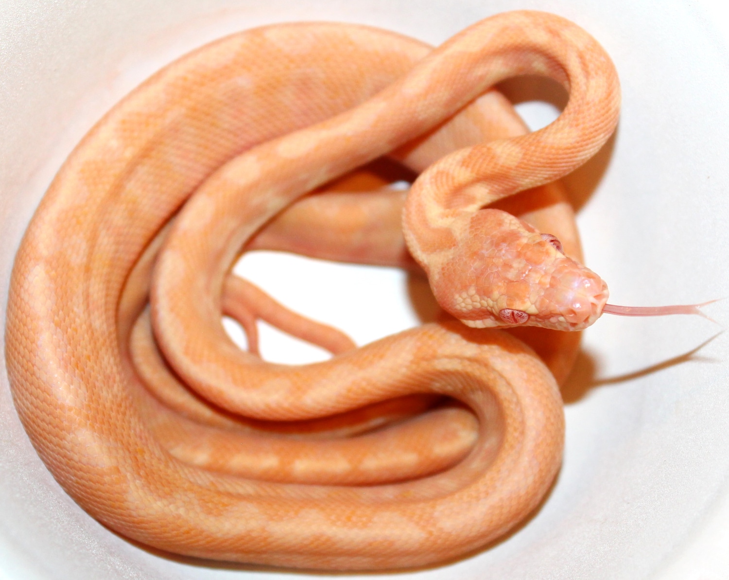 Pure Albino Darwin Carpet Python by Inland Reptile MorphMarket