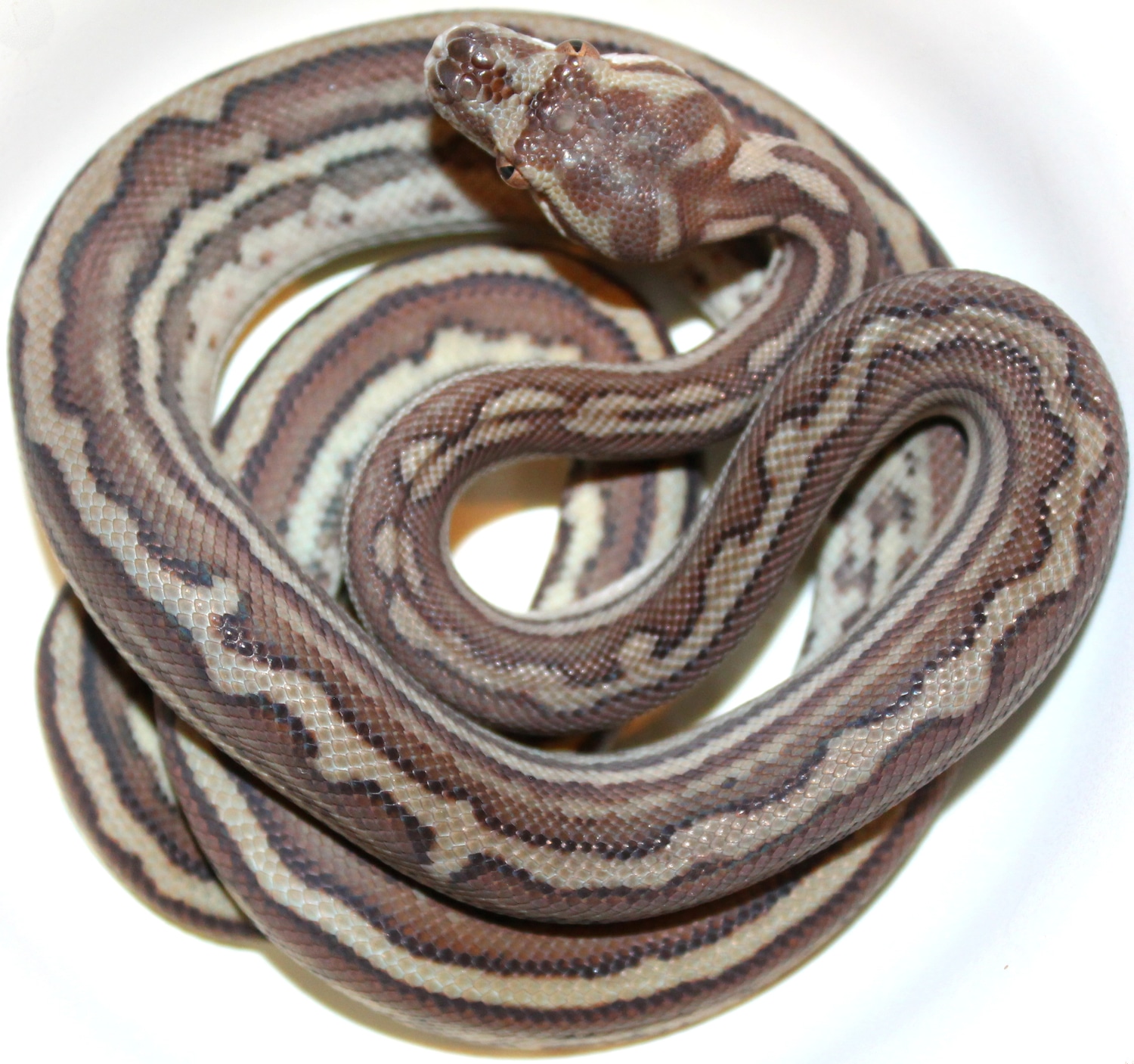 Genetic Striped Bredli Centralian Carpet Python by Inland Reptile ...