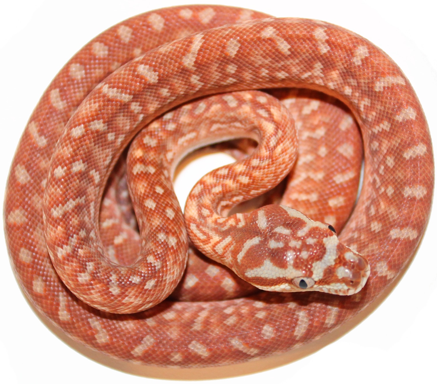 Full Blood Hypo Stonewashed Centralian Carpet Python by Inland Reptile