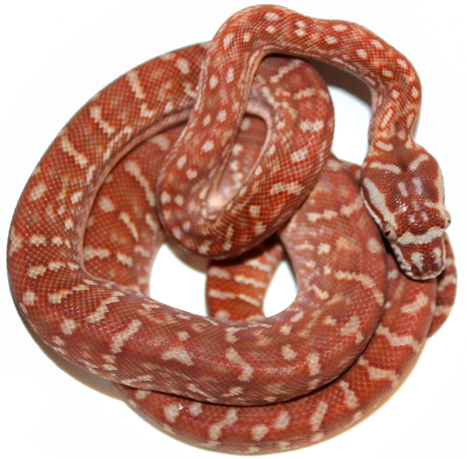 Full Blood Hypo Stonewashed Centralian Carpet Python by Inland Reptile
