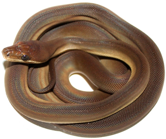 Heterozygous Albino Olive Python Female by Inland Reptile