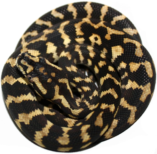 Female Pure Jungle Jungle Carpet Python by Inland Reptile