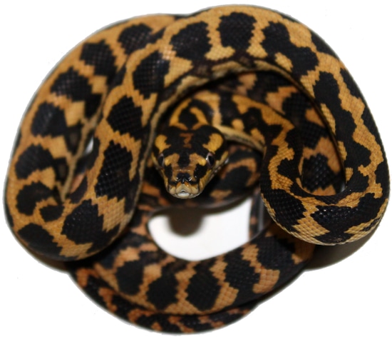 palmerston-locality-jungle-jungle-carpet-python-by-inland-reptile