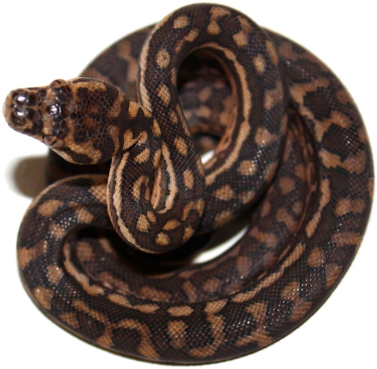 Rare Pure Brisbane Locality Coastal Coastal Carpet Python by Inland Reptile